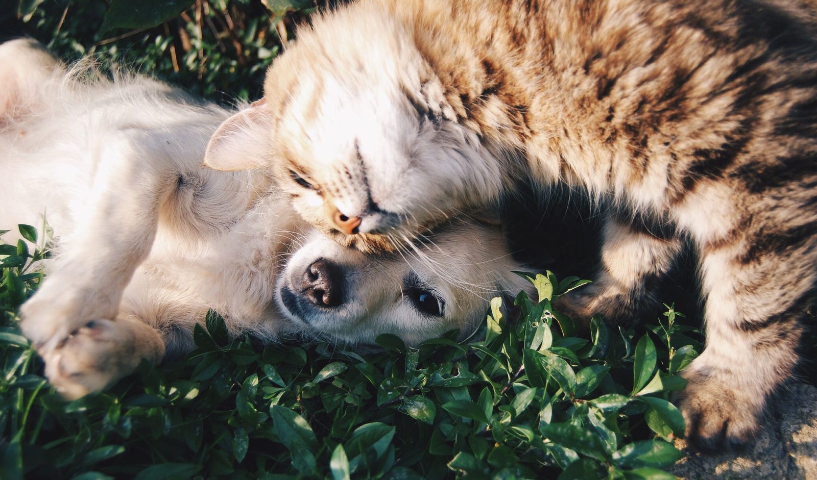 A cat and dog together, companion animals