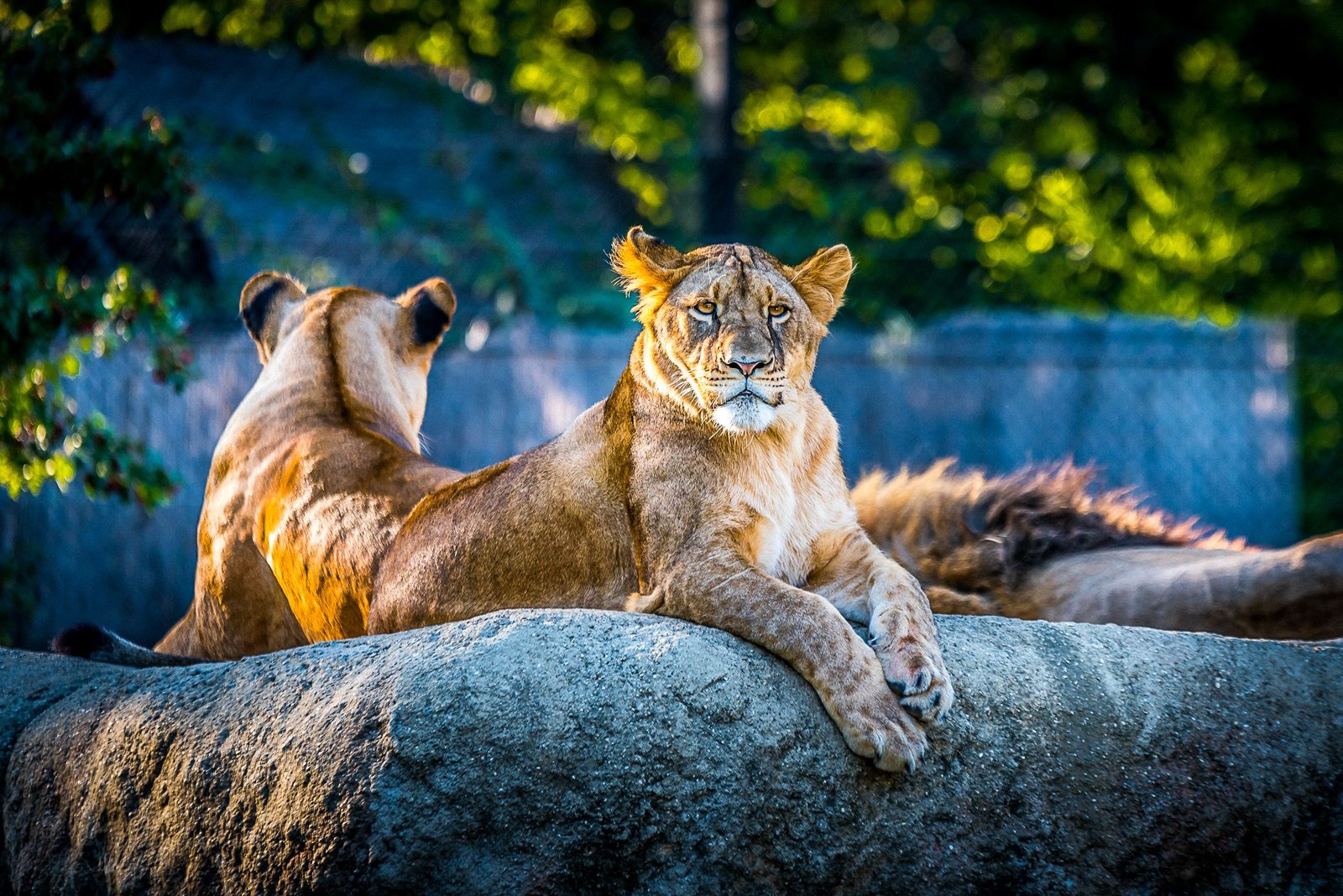 Lions in a captive care facility