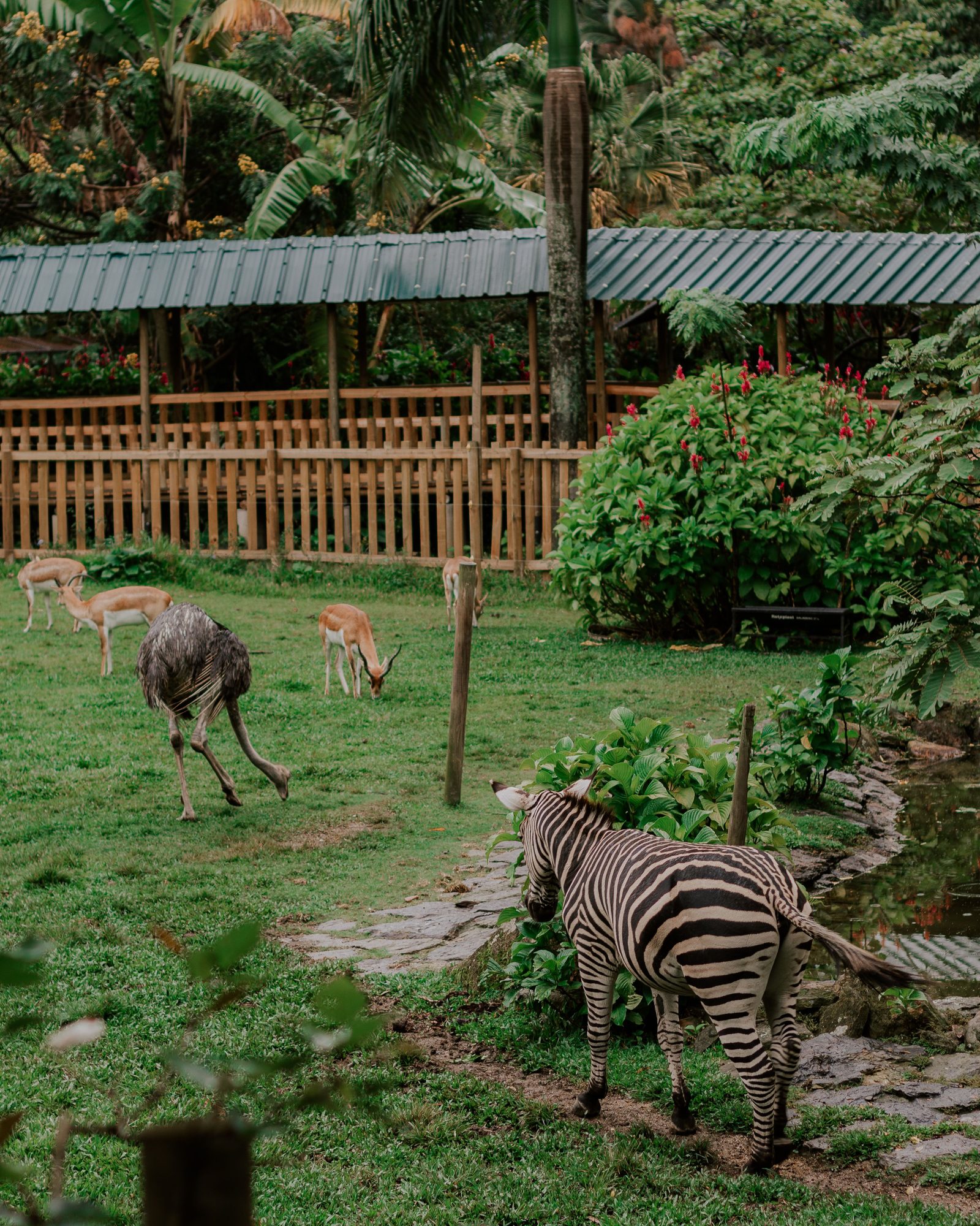 Captive wildlife in a managed facility